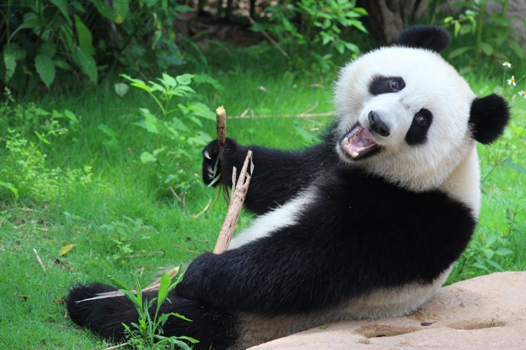 These cuddly pandas are more dangerous than they look