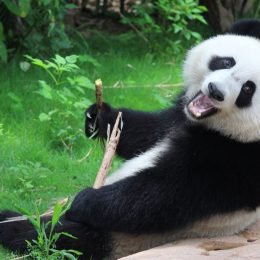 panda bear holding a stick