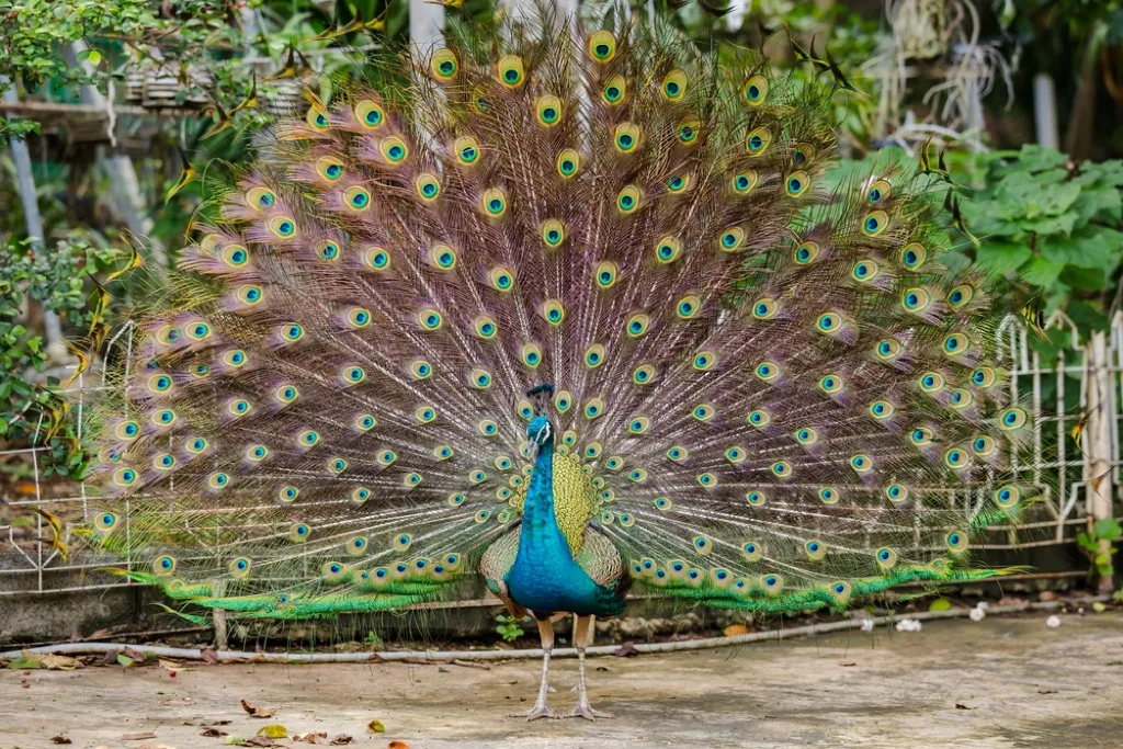 peacock craziest emotional support animal
