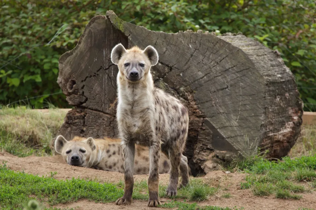 Hyenas - deadliest animals