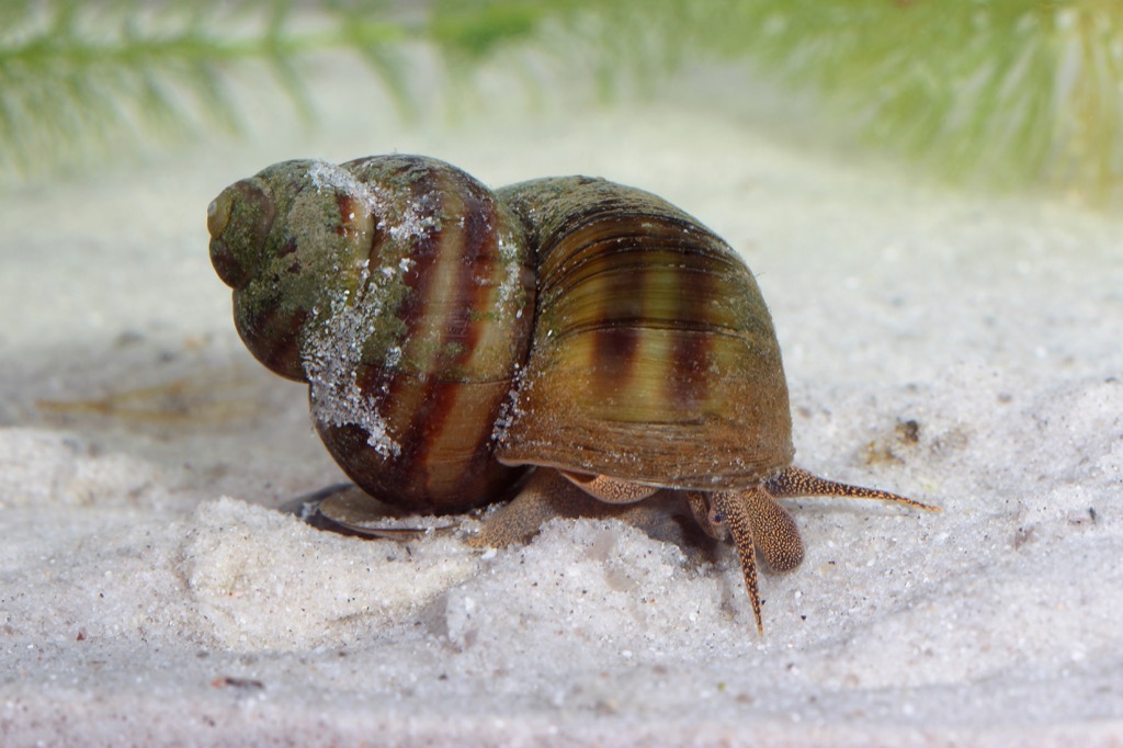 Freshwater snail - deadliest animals