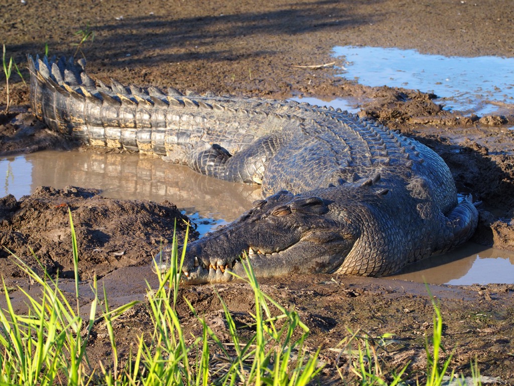 Saltwater Croc - deadliest animals