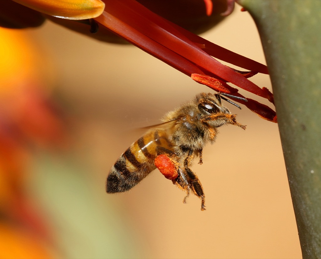 Africanized Honey Bees - deadliest animals