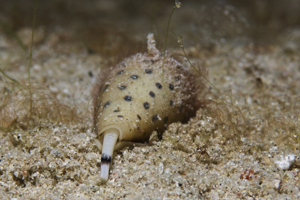 Cone Snail Sea Creatures That Sting