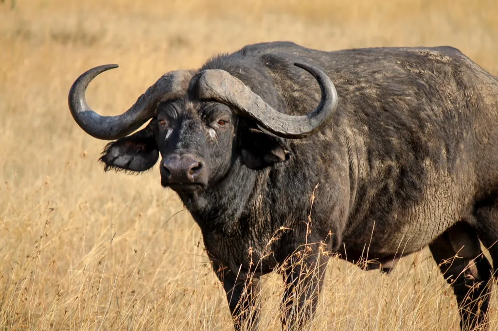 Cape Buffalo - deadliest animals