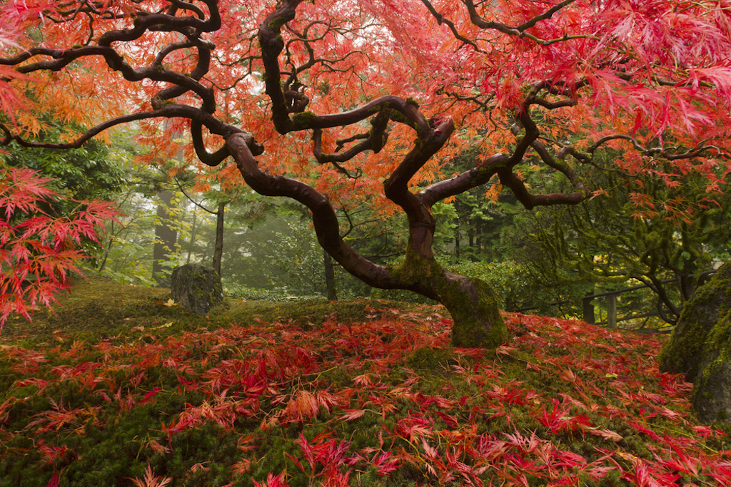 the Portland Japanese Garden