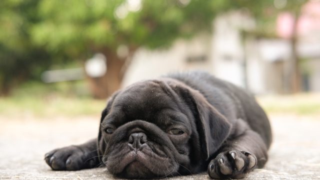 baby pug is sick from a heat strokes, signs your dog is sick
