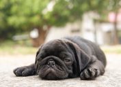 baby pug is sick from a heat strokes, signs your dog is sick