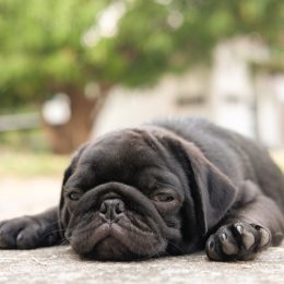 baby pug is sick from a heat strokes, signs your dog is sick