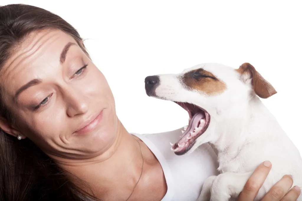 Dog's breath smells bad, signs your dog is sick