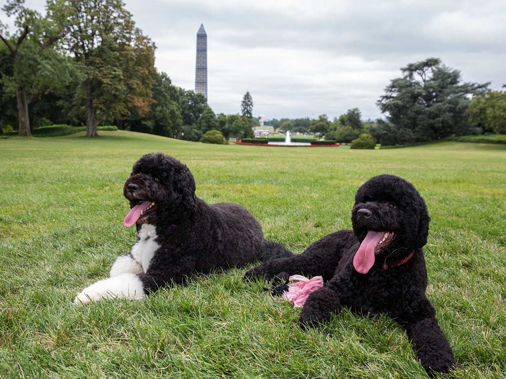 Barack Obama's dogs, Sunny and Bo