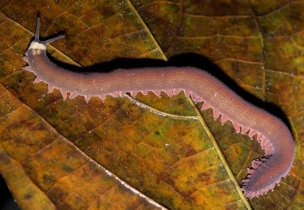 velvet worm 30 oldest animals on earth