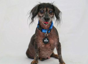 world's ugliest dogs