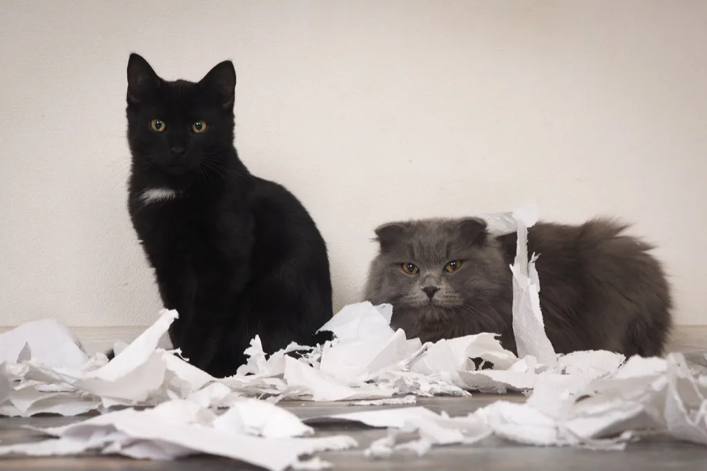 two cats who made a mess
