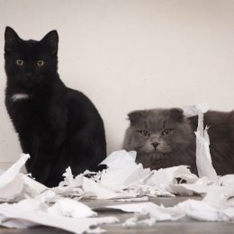 two cats who made a mess