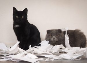 two cats who made a mess