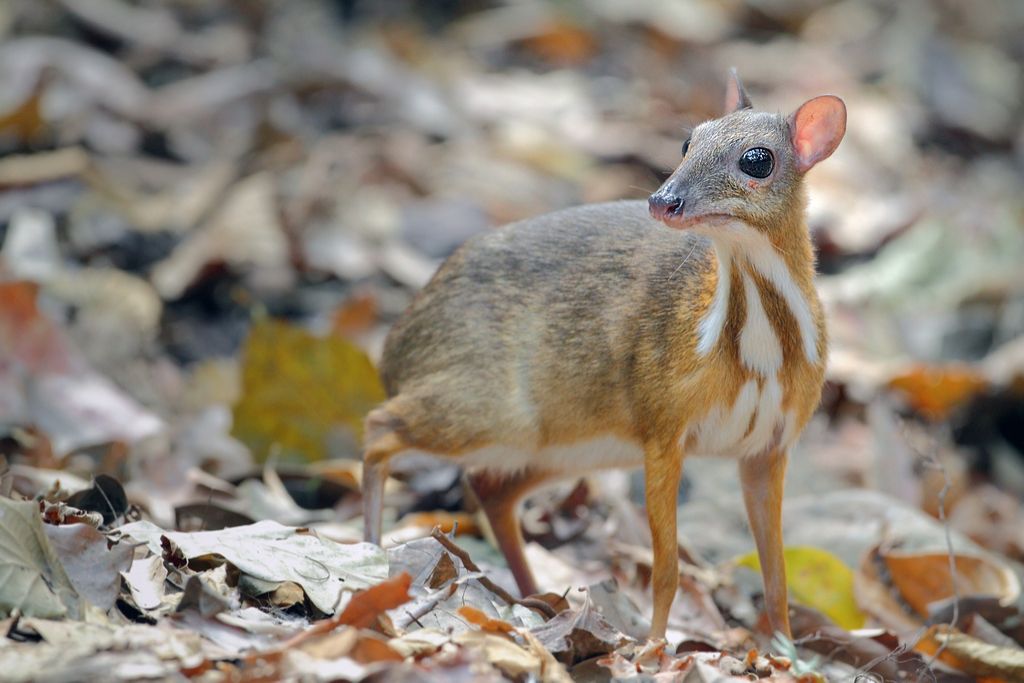 Chevrotain Crazy Critters