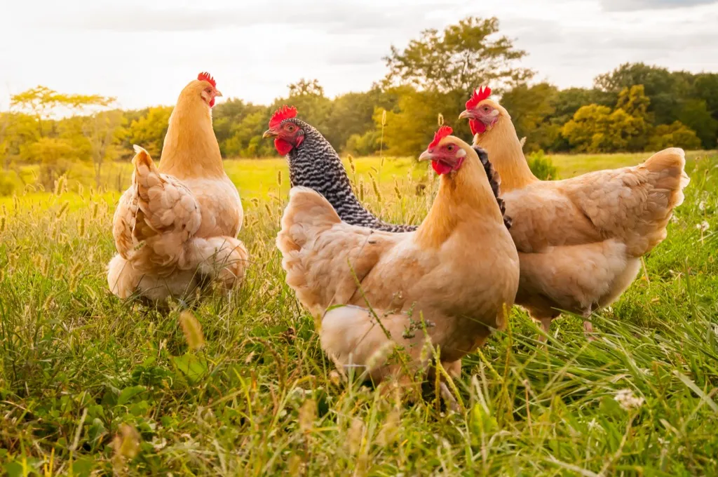 Chickens in field