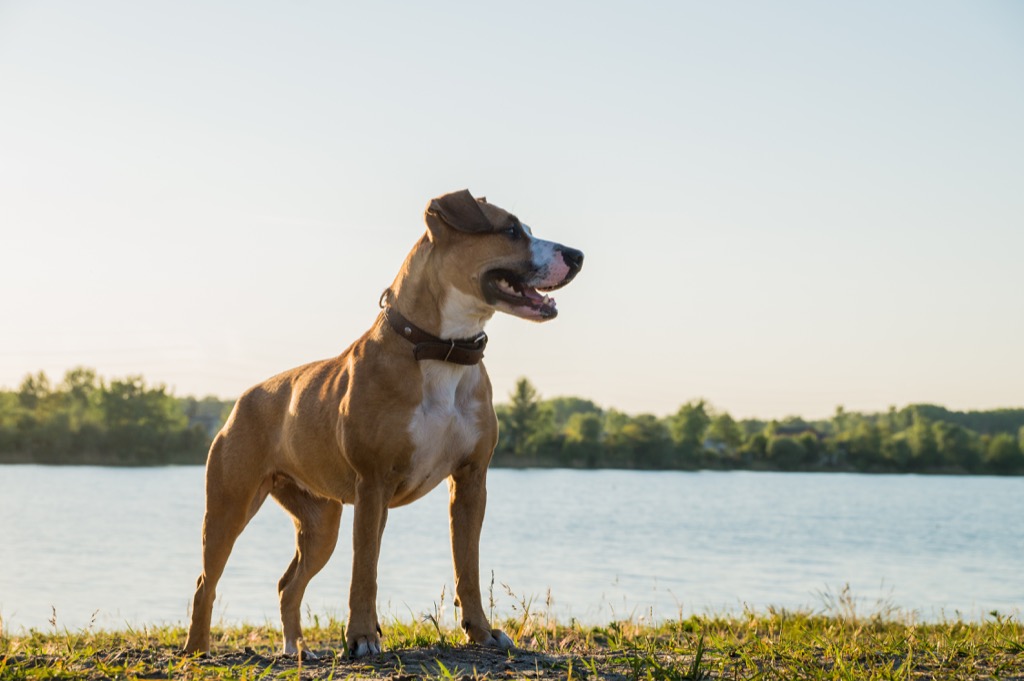 dog standing by a river things you never knew dogs could do