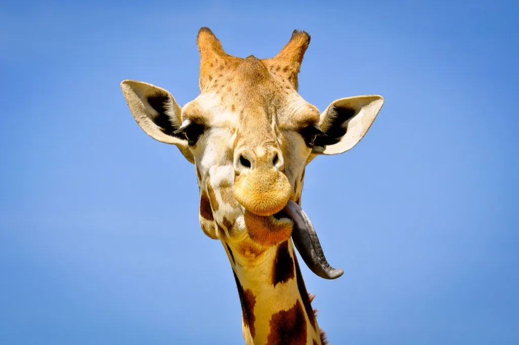 giraffe sticking his tongue out
