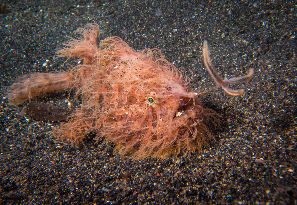 Hairy Frogfish Crazy Critters