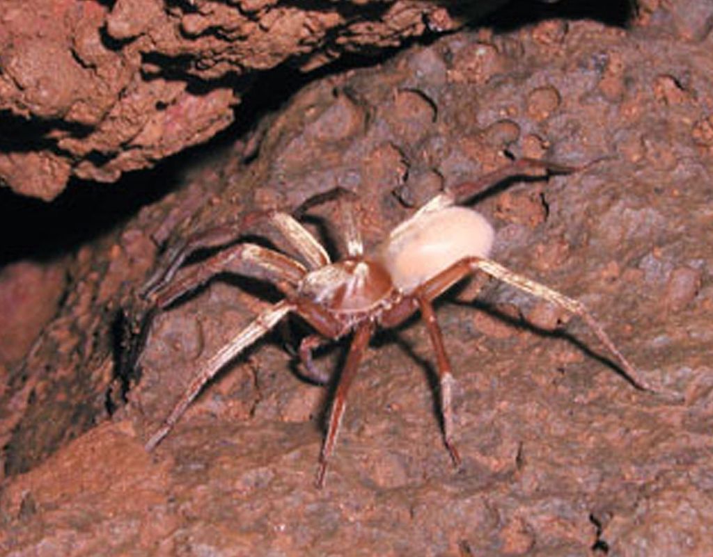 KauaʻI Cave Wolf Spider Crazy Critters