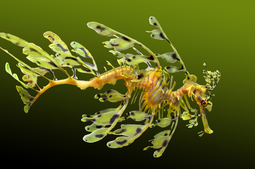 Leafy Seadragon Crazy Critters