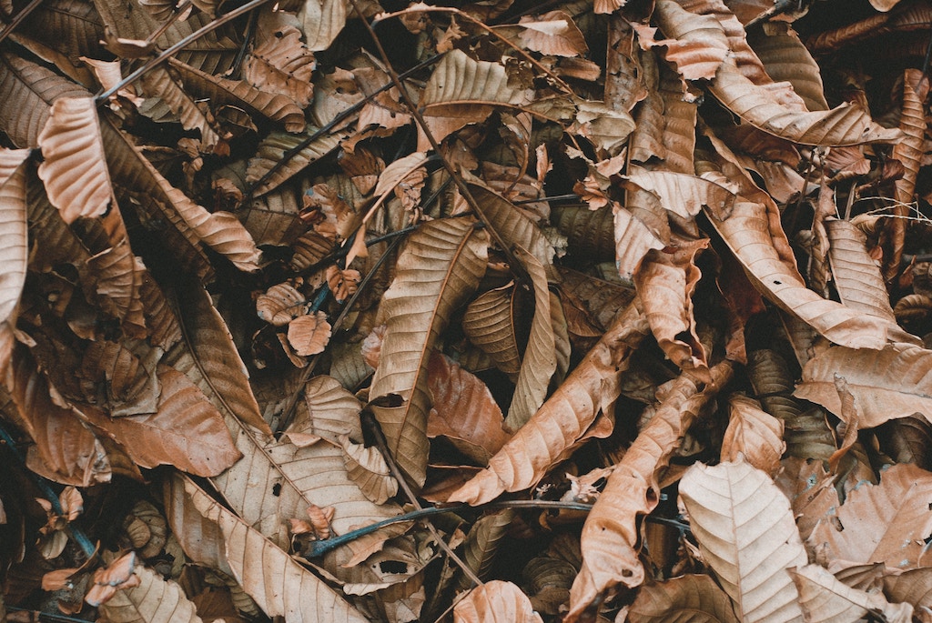 pile of dead leaves