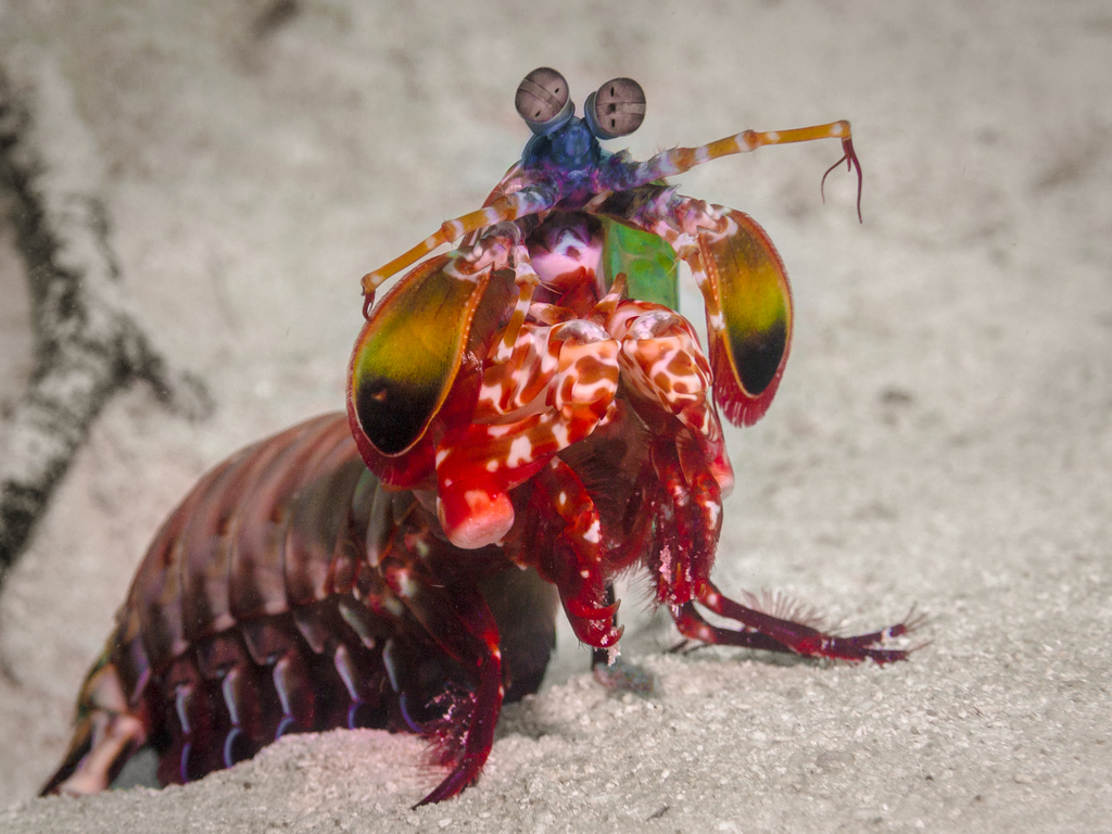 Mantis Shrimp Crazy Critters