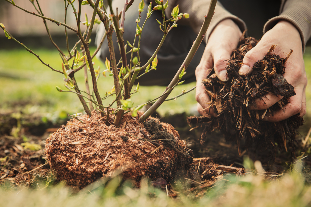 A person spreading mulch beneath a plant