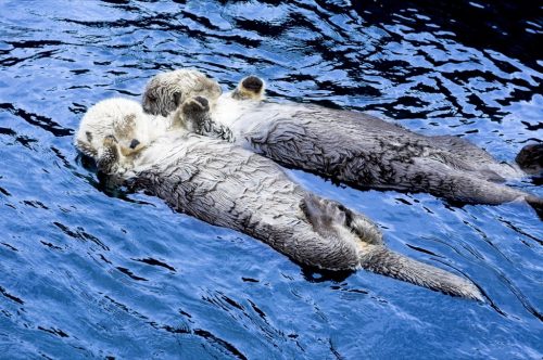 sea otters holding hands and drifting on the sea