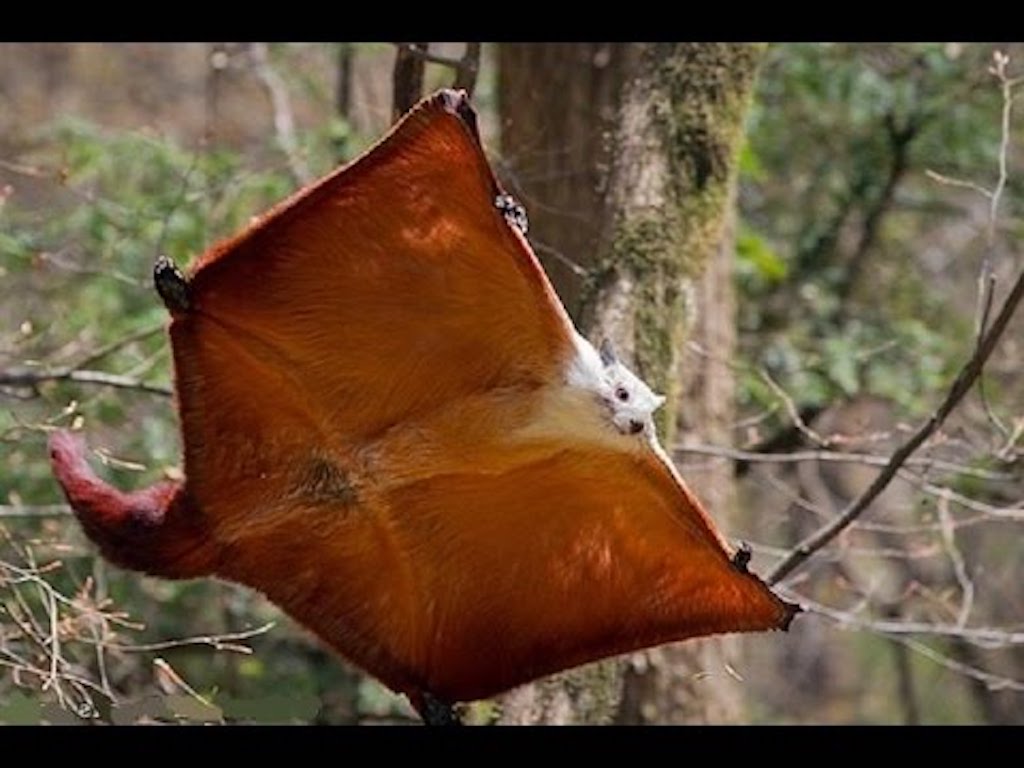 Red and White Flying Squirrel Crazy Critters