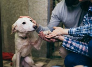 shelter dog just wants love {Pet Adoption Stories}