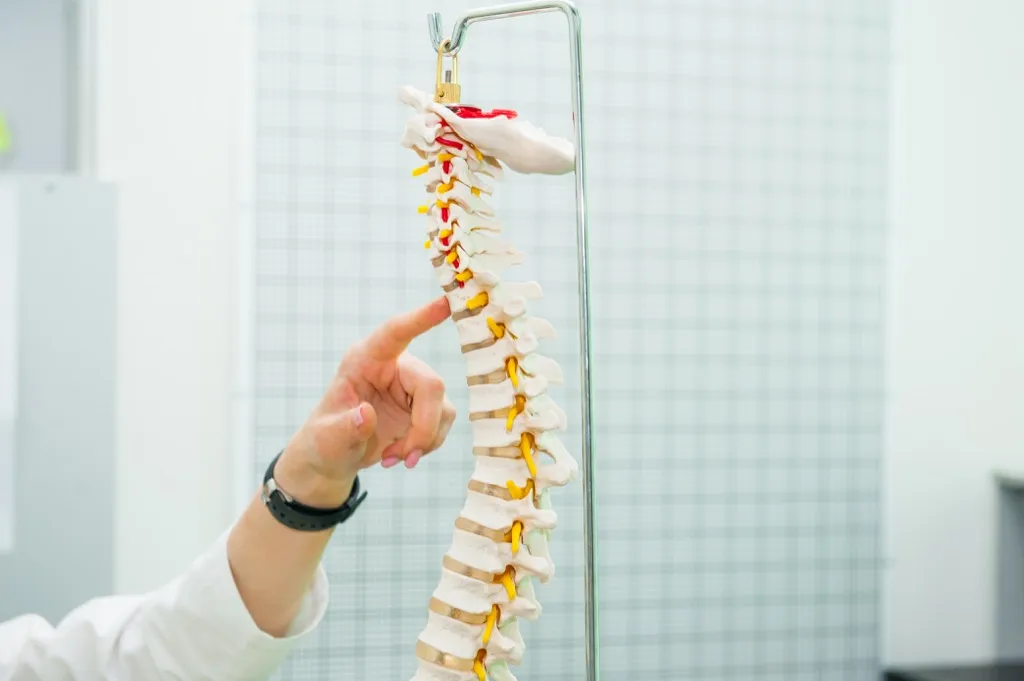 doctor pointing at spinal cord