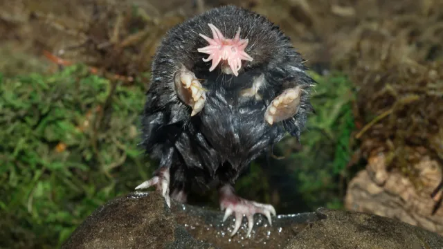 star nosed mole