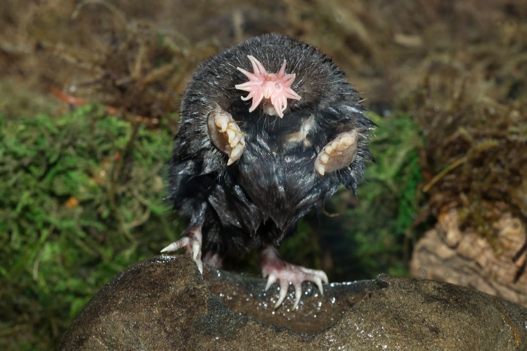 Blobfish wins ugliest animal vote - BBC News