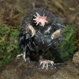 star nosed mole