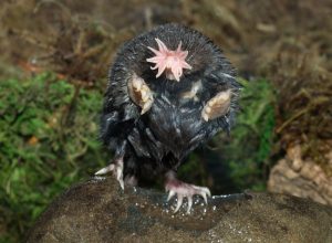 star nosed mole