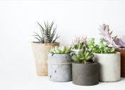 indoor plants succulents