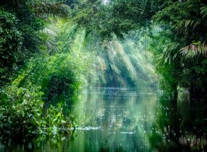 tortuguero national park rainforest
