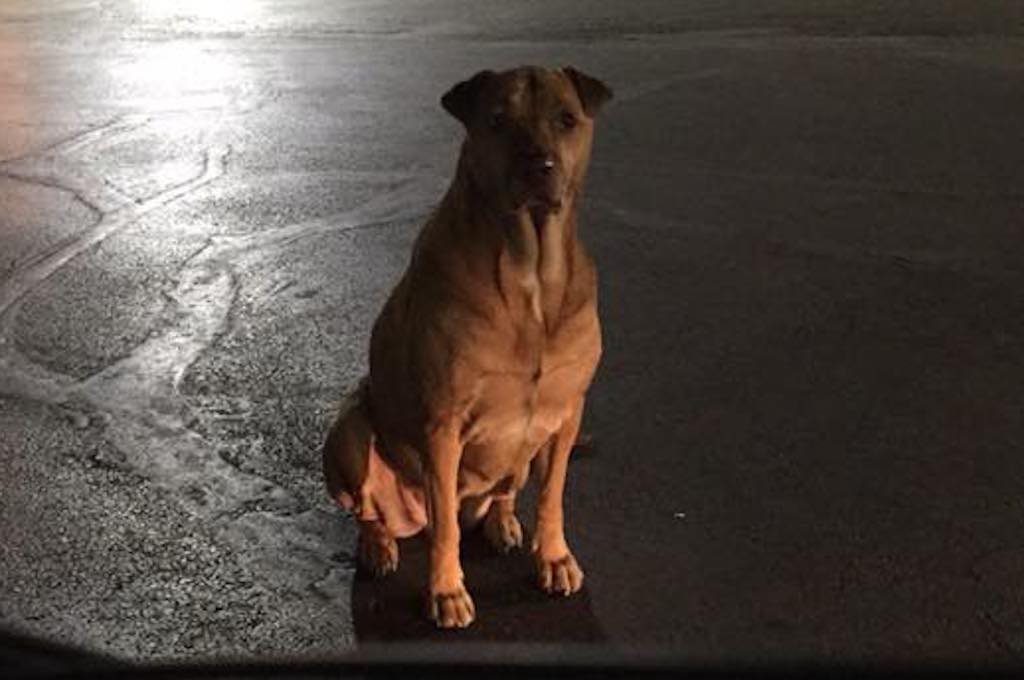 Betsy Reyes of Oklahoma City put up a viral Facebook post warning locals that her dog, Princess, was posing as a stray to get McDonald's burgers.