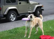 dog who can't catch