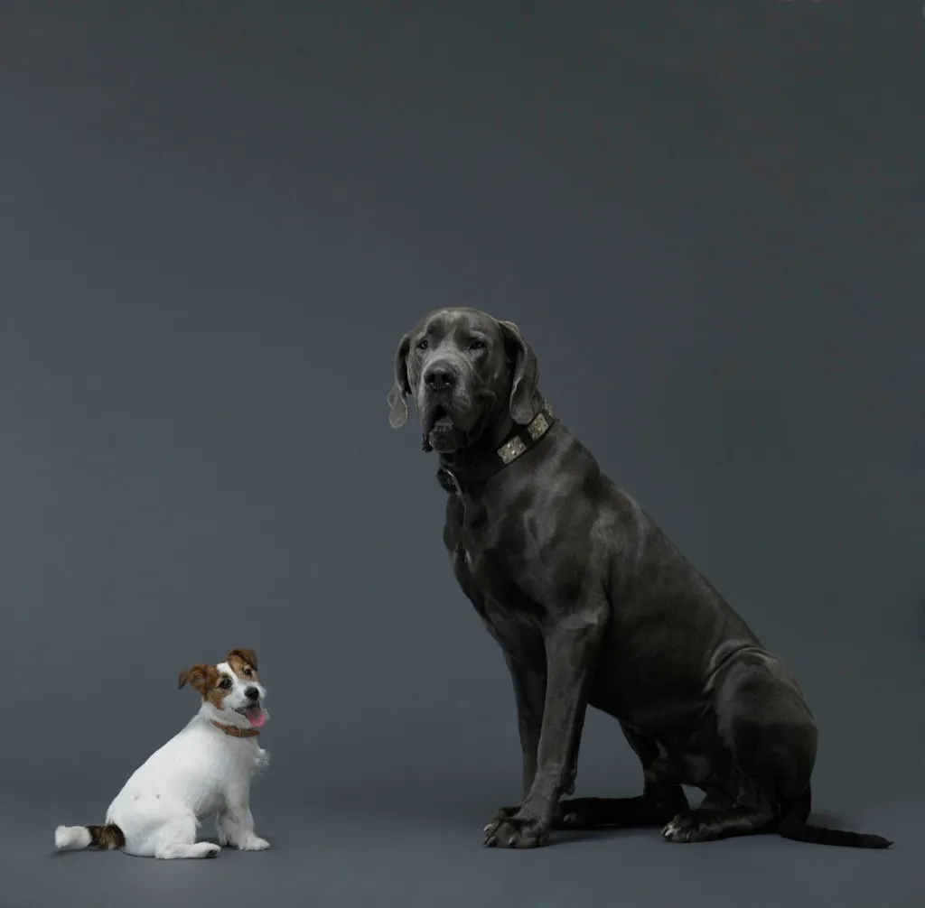 Why Do Small Dogs Live Longer Than Big Dogs? — Best Life