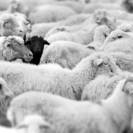 black sheep in a field of white sheep