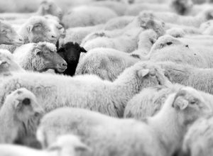 black sheep in a field of white sheep