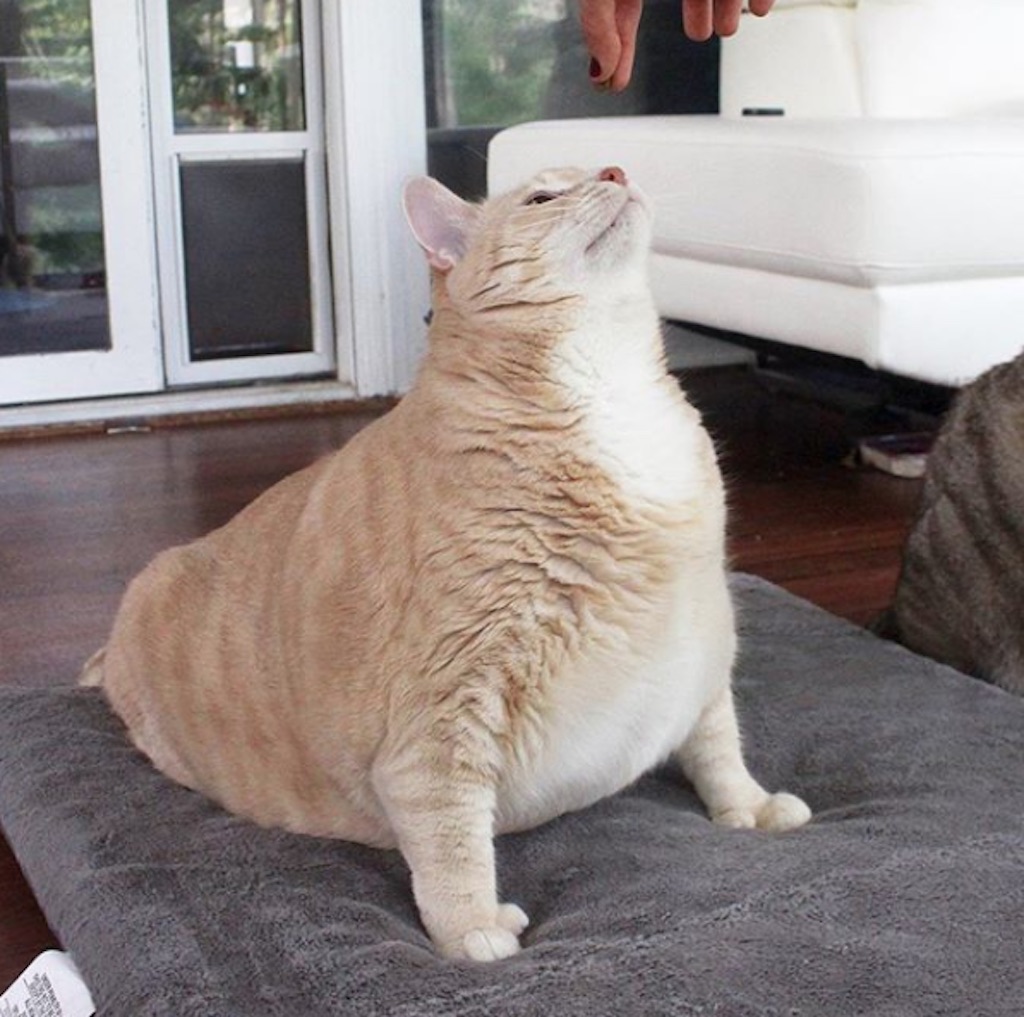 bronson the thicc cat