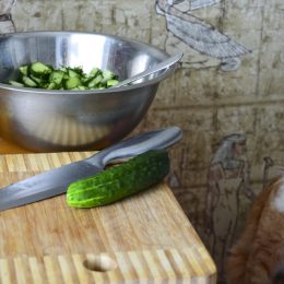 why are cats afraid of cucumbers