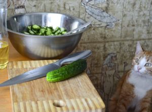 why are cats afraid of cucumbers