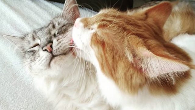 cats giving each other licks