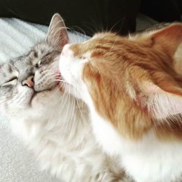 cats giving each other licks